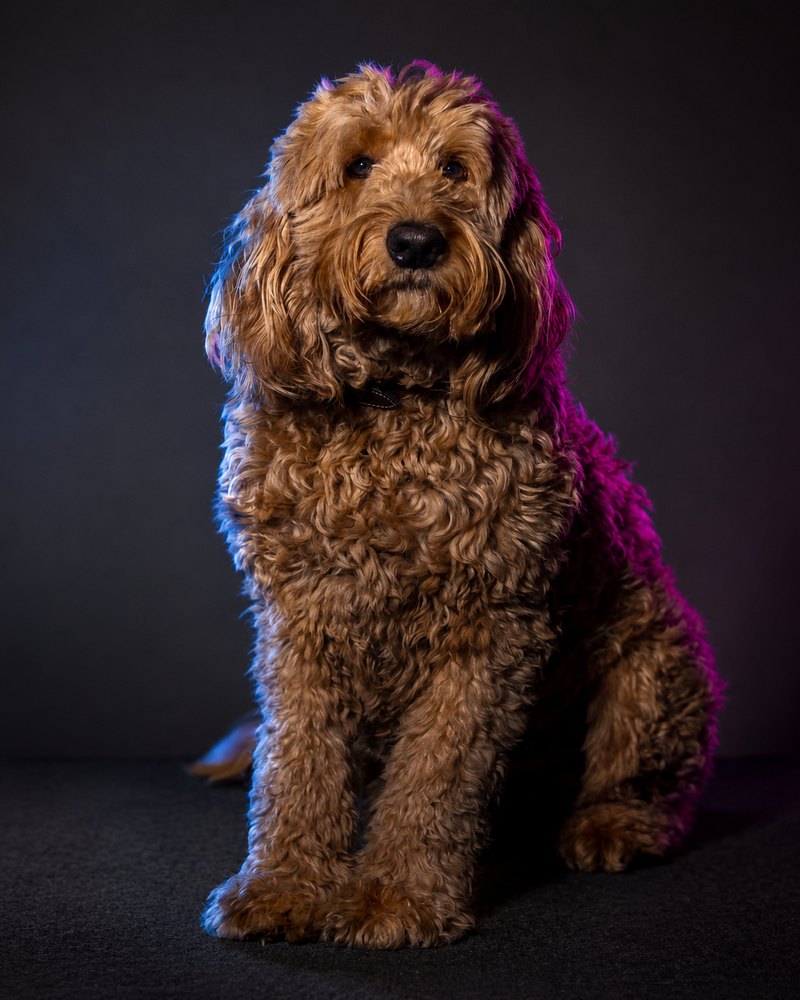 Chewy